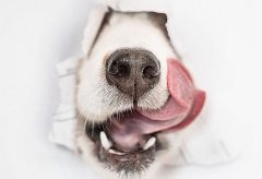 Artigo – Resiliência em cães: por que alguns se recuperam de maus tratos e outros não?
