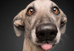 Não cometa os 3 principais erros em um daycare para cães – Ebook