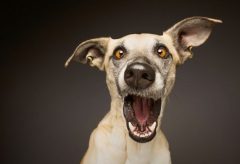 Você AINDA grita com seu cão? Mude. – Ebook