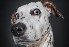 Artigo – Cães prestam atenção a diferentes expressões faciais humanas