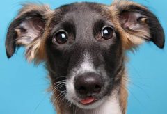 Artigo – Há o conceito de ‘moral’ entre os animais? Cães podem sentir ‘culpa’?