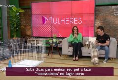 Dicas para seu cão acertar o lugar do xixi e cocô – TV Gazeta