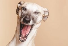 Artigo – Dominância em cães domésticos: uma resposta objetiva desde 2015