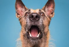 Artigo – Meu cão é feliz? A linguagem corporal pode dar a resposta