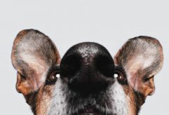 Artigo – Por que cães olham para uma pessoa ao depararem com uma tarefa difícil?