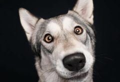 Artigo – Cães têm maior autocontrole que lobos ao esperar por uma recompensa
